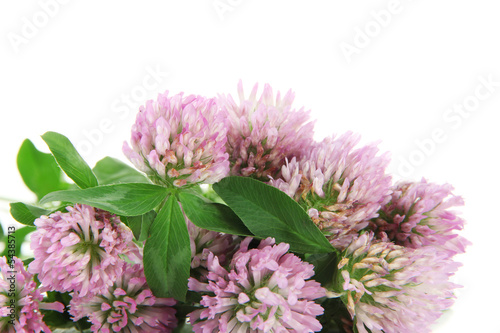 Clover flowers isolated on white