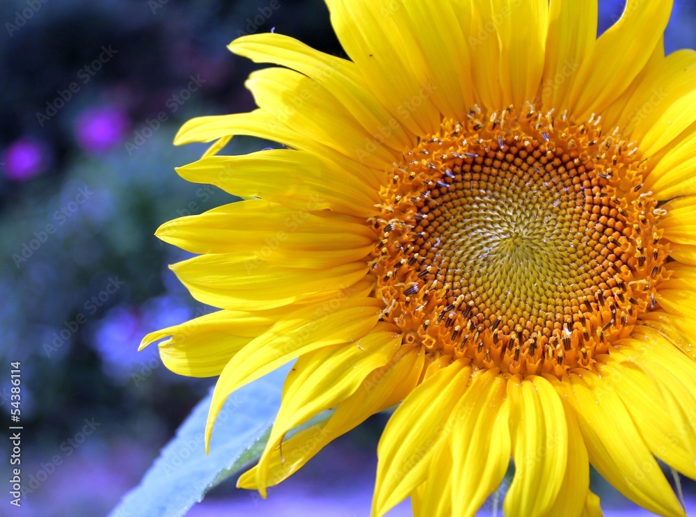 Fototapeta premium sonnenblume im garten
