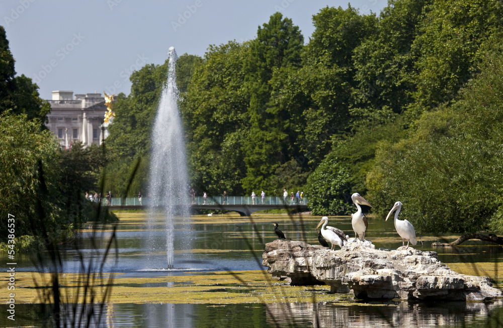 Fototapeta premium Pelicans in St. James's Park