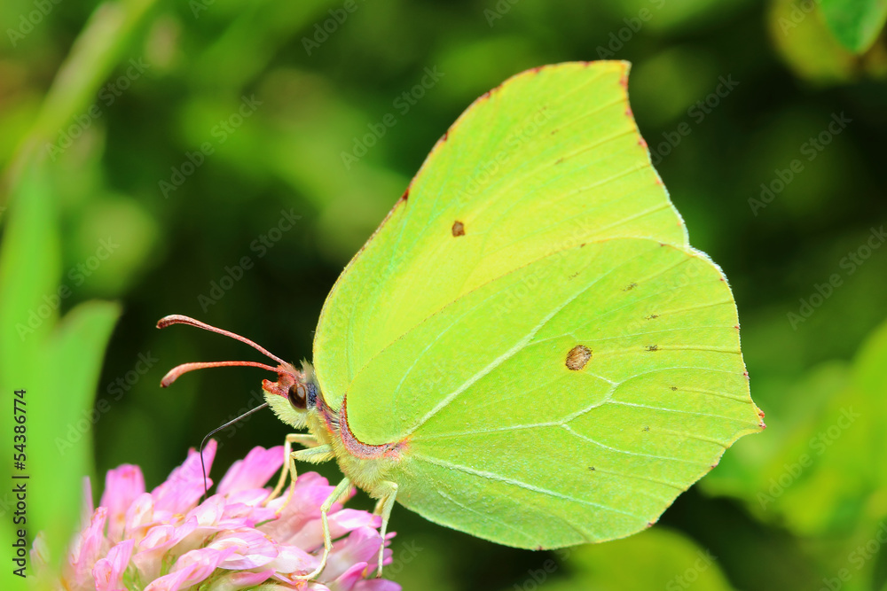 Butterfly - Common Brimstone on clovers flower Butterfly - Common Brimstone on clovers flower