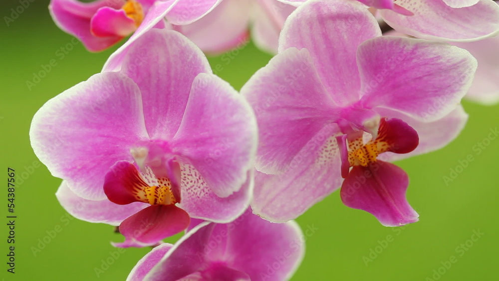 Orchid detail Orchid detail