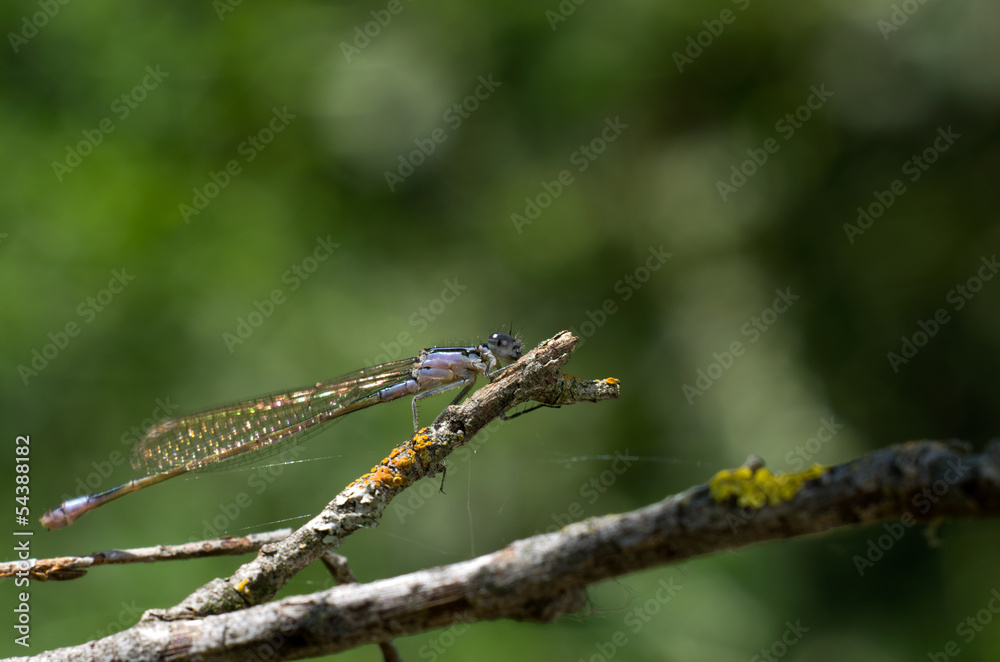 Libellula in primo piano su rametto Libellula in primo piano su rametto