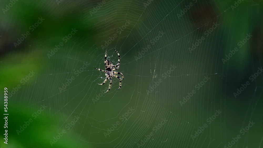 Spider waiting on his web for bug. Spider waiting on his web for bug.