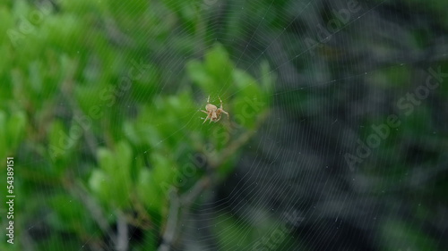 Wallpaper Mural Spider waiting on his web for bug Torontodigital.ca