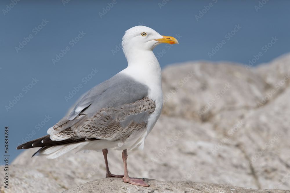 Naklejka premium Silbermöwe, European Herring Gull, Larus argentatus
