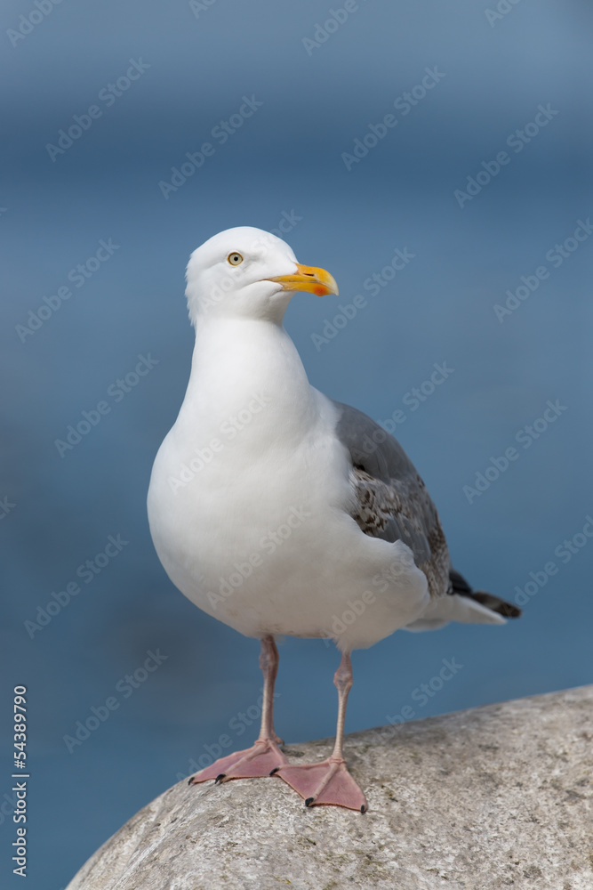 Silbermöwe, European Herring Gull, Larus argentatus Silbermöwe, European Herring Gull, Larus argentatus