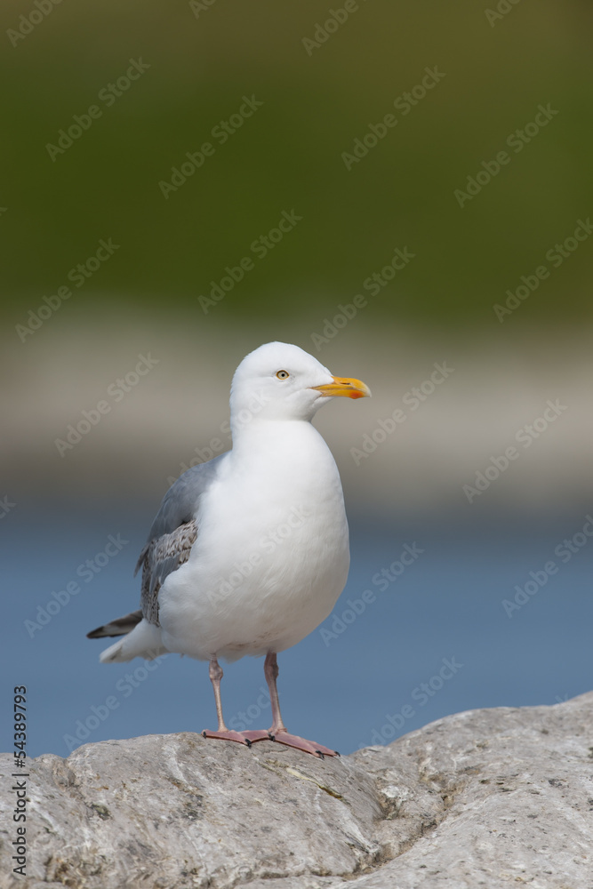 Silbermöwe, European Herring Gull, Larus argentatus Silbermöwe, European Herring Gull, Larus argentatus