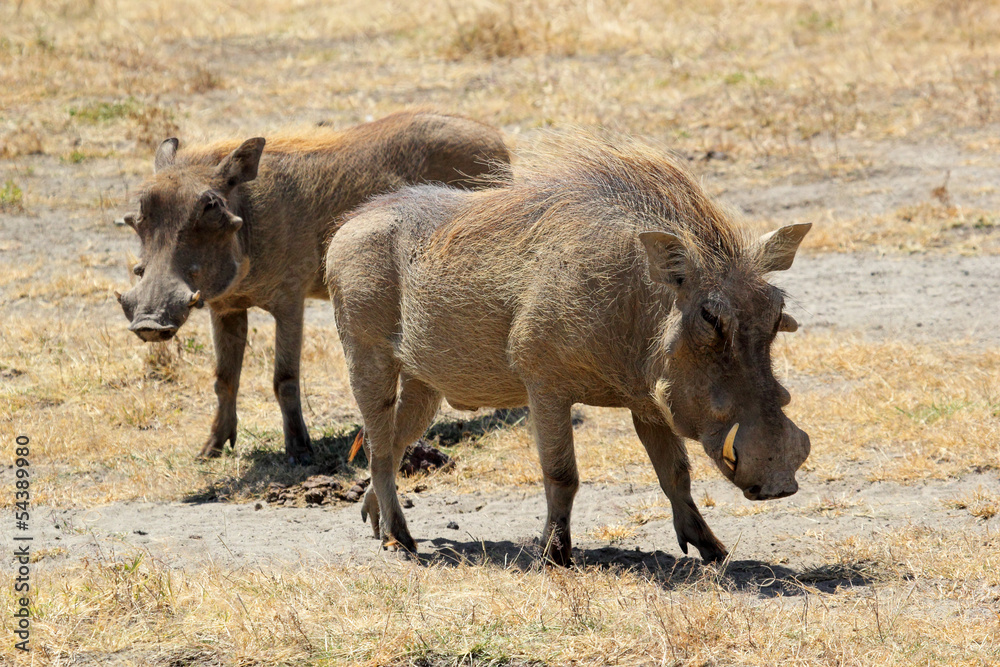 Couple of warthogs Couple of warthogs