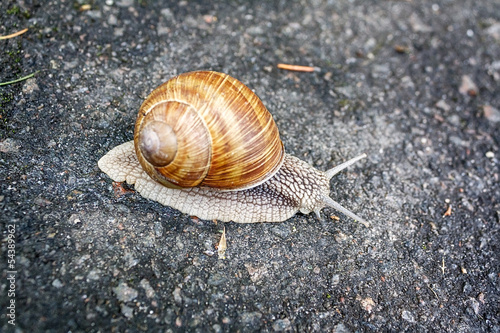 Burgundy snail is crawling on the asphalt crossing the road.