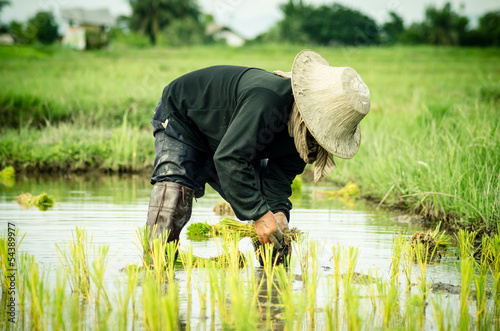 Rice transplanting .