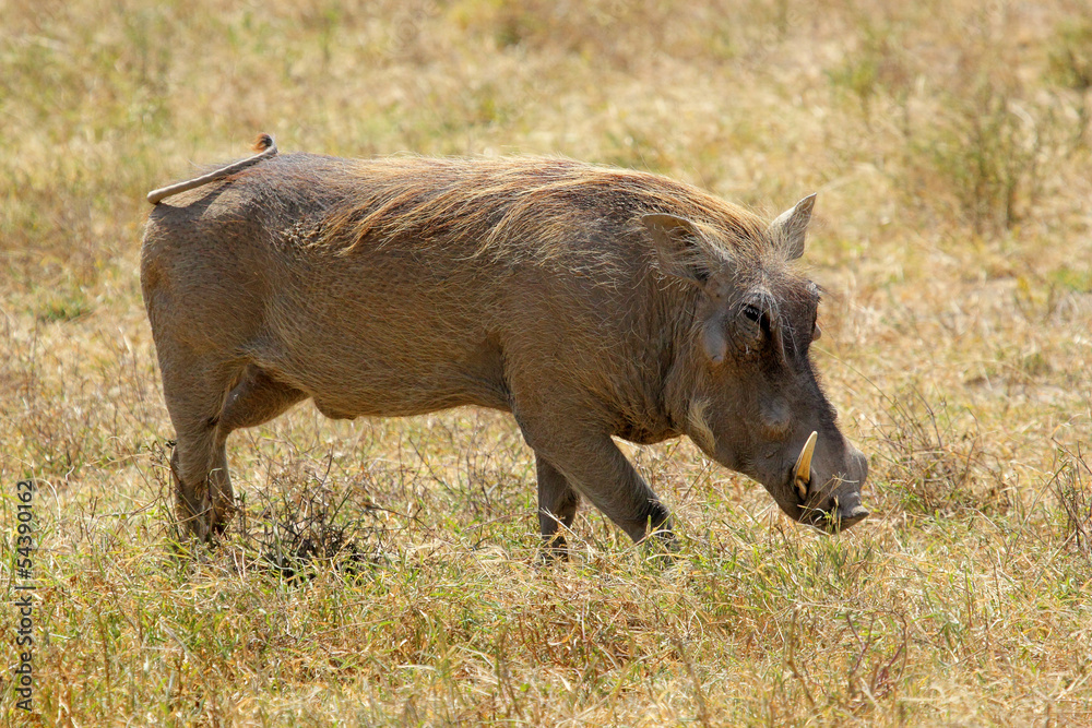 A warthog walking A warthog walking