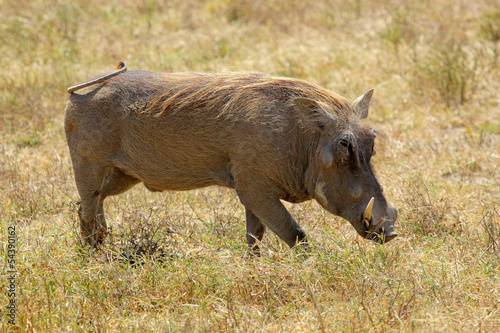 A warthog walking