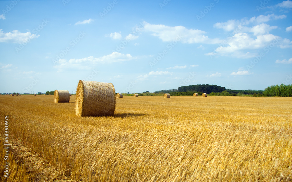 Fototapeta premium Hay bales on the field