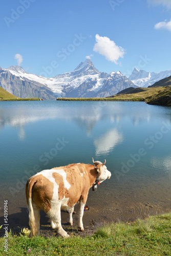 Cow in an Alpine meadow. Jungfrau region  Switzerland