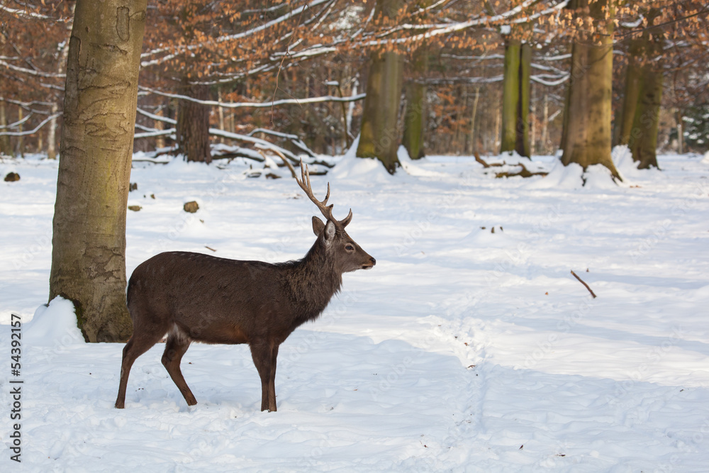 male sika deer in winter male sika deer in winter