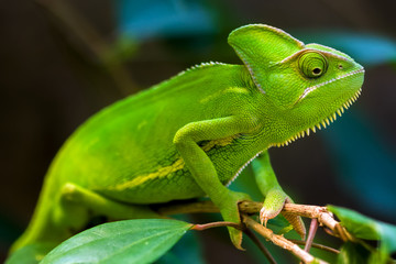 Handdoek met foto Kameleon Groene kameleon tussen tropische bladeren  © Gaschwald