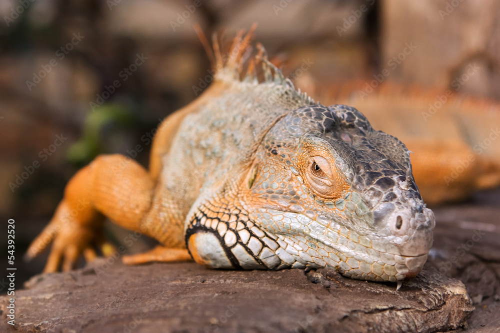 Fototapeta premium Bright orange Green Iguana