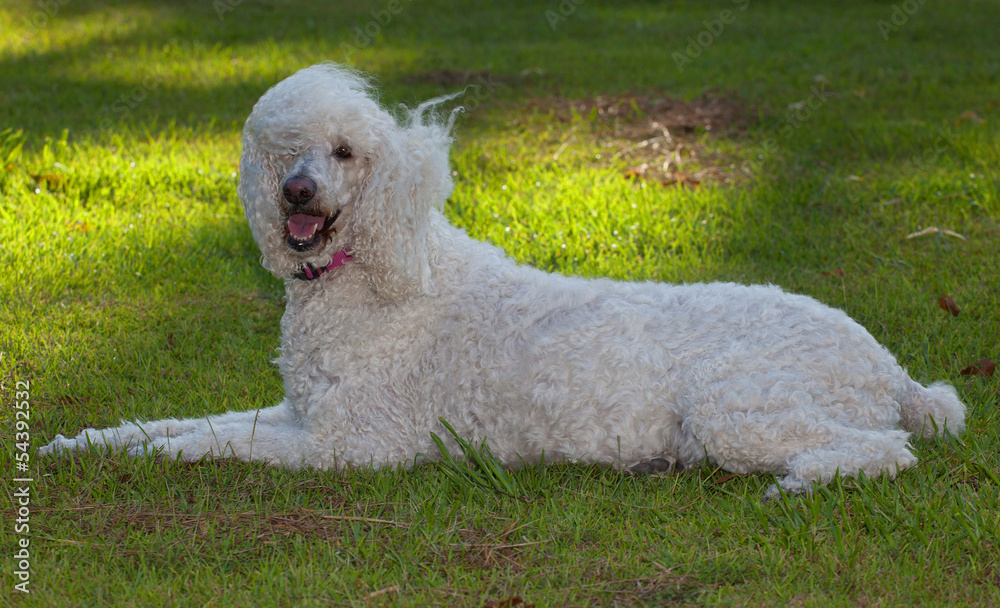 Happy dog