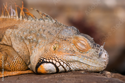 Bright orange Green Iguana