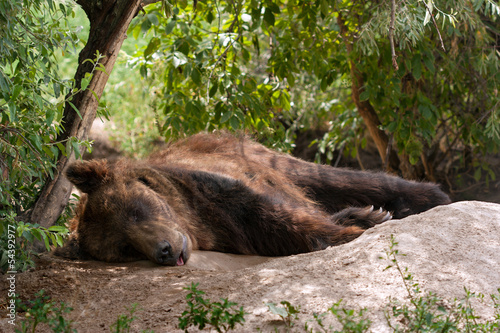 Sleeping Brown bear