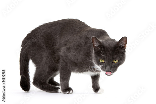Grey cat licking his nose