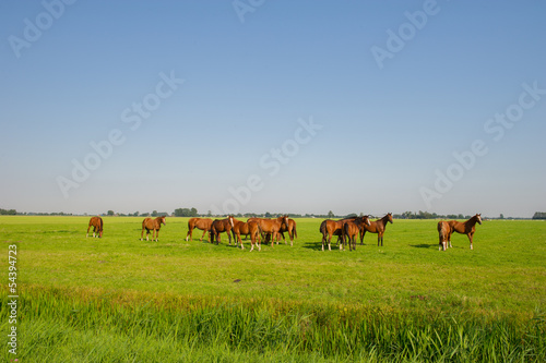 Brown horses in the green fields