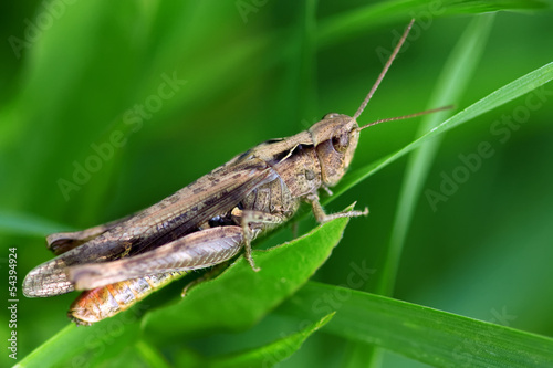 Close-up of a grasshopper against green background © Gaschwald