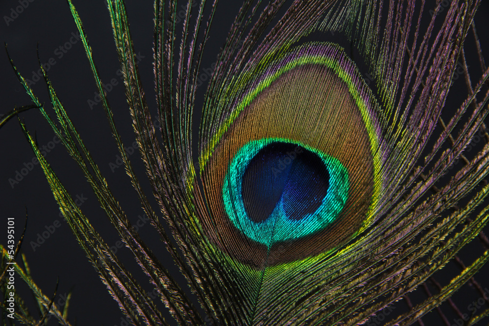 Naklejka premium Peacock feather on black background