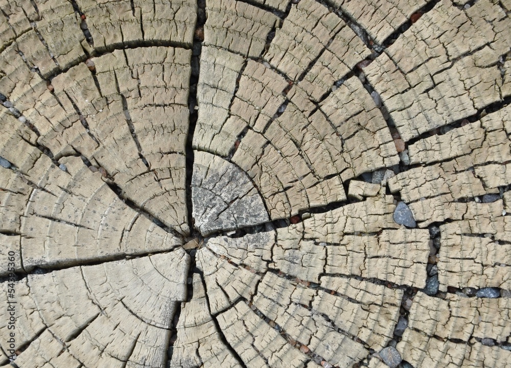 Fototapeta premium Tree trunk rings with little stones