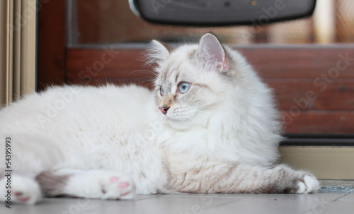 Fototapeta Naklejka Na Ścianę i Meble -  Siberian kitten, neva masquerade type