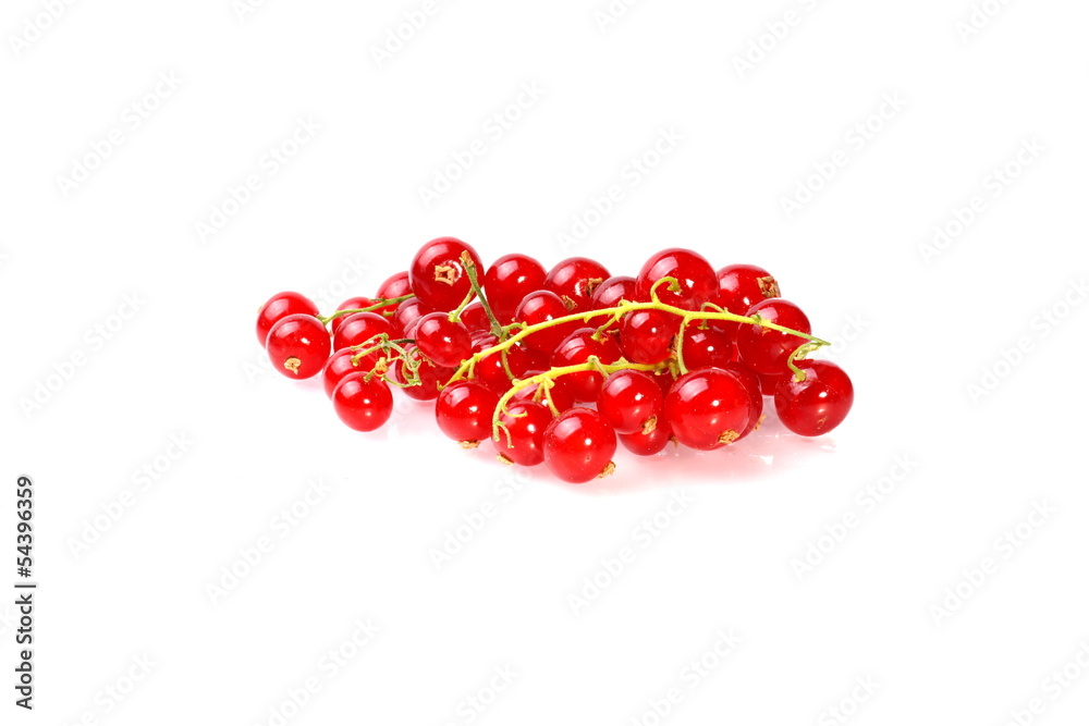 Red Currant Red Currant