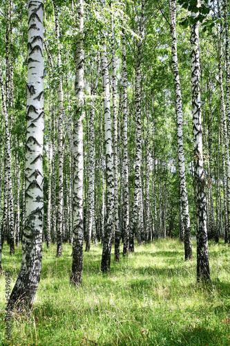 July view of sunny birch grove