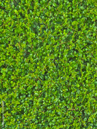 Green leave texture