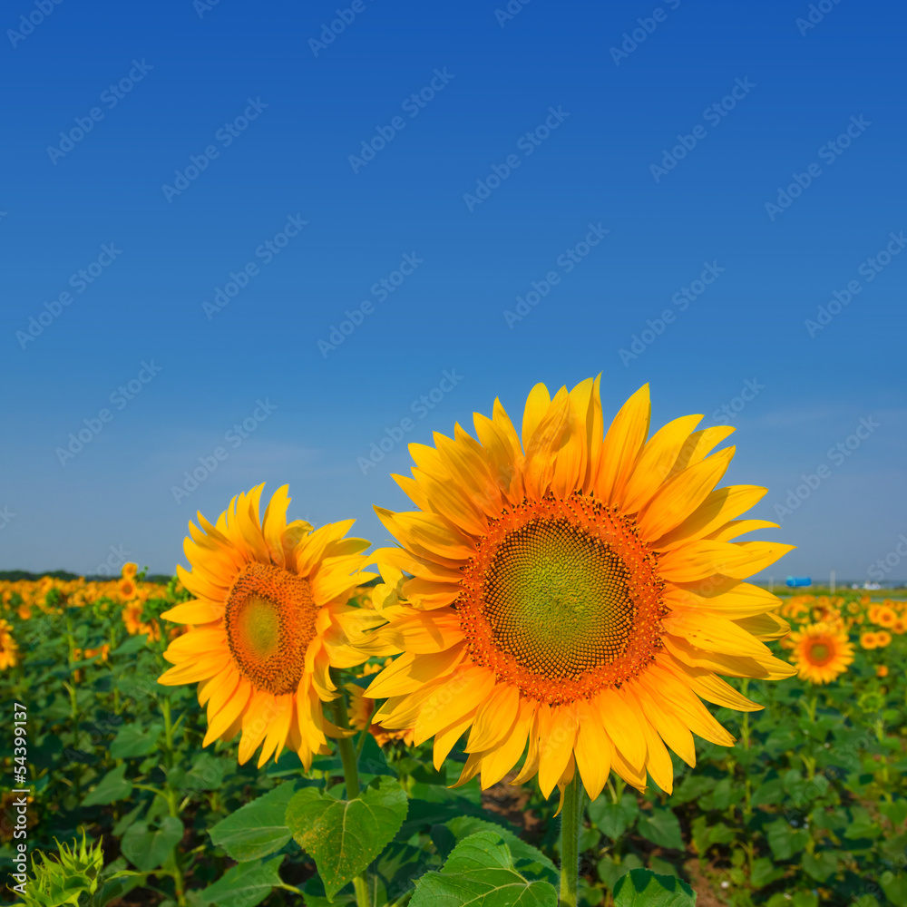 closeup beautiful sunflowers