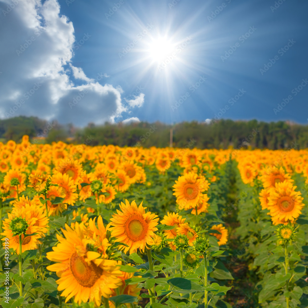 Obraz premium beautiful sunflower field