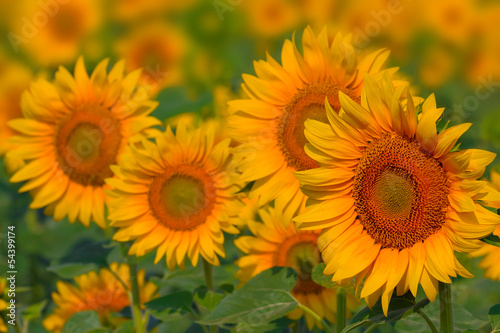 closeup golden sunflowers © Yuriy Kulik