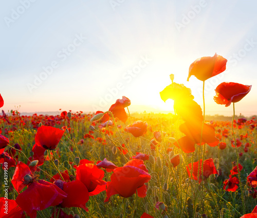 Fototapeta Naklejka Na Ścianę i Meble -  closeup red poppies in a rays of sun