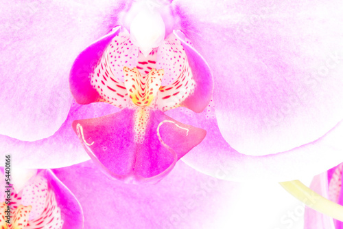 Orchid