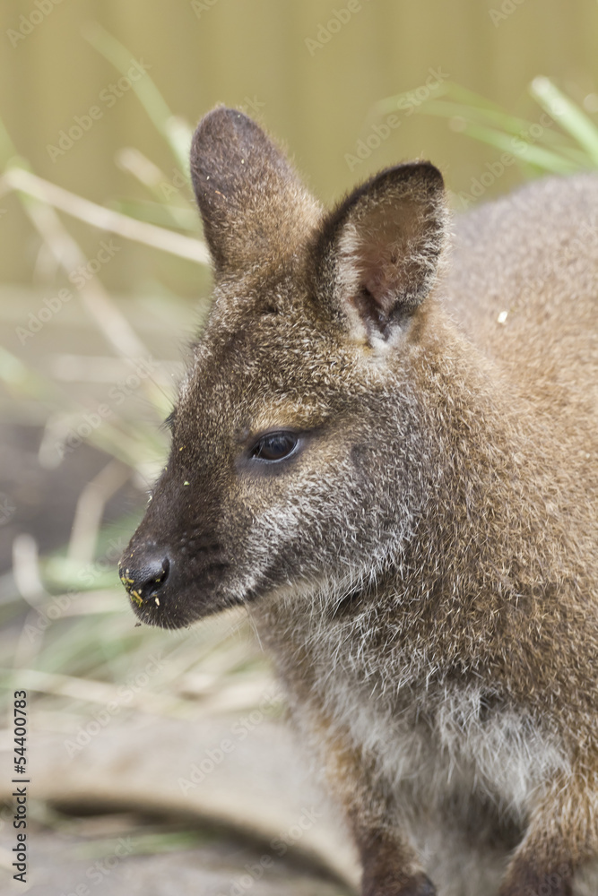 Fototapeta premium Wallaby portrait