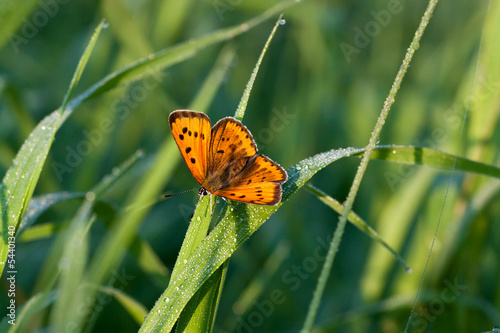 butterfly sits on a green grass