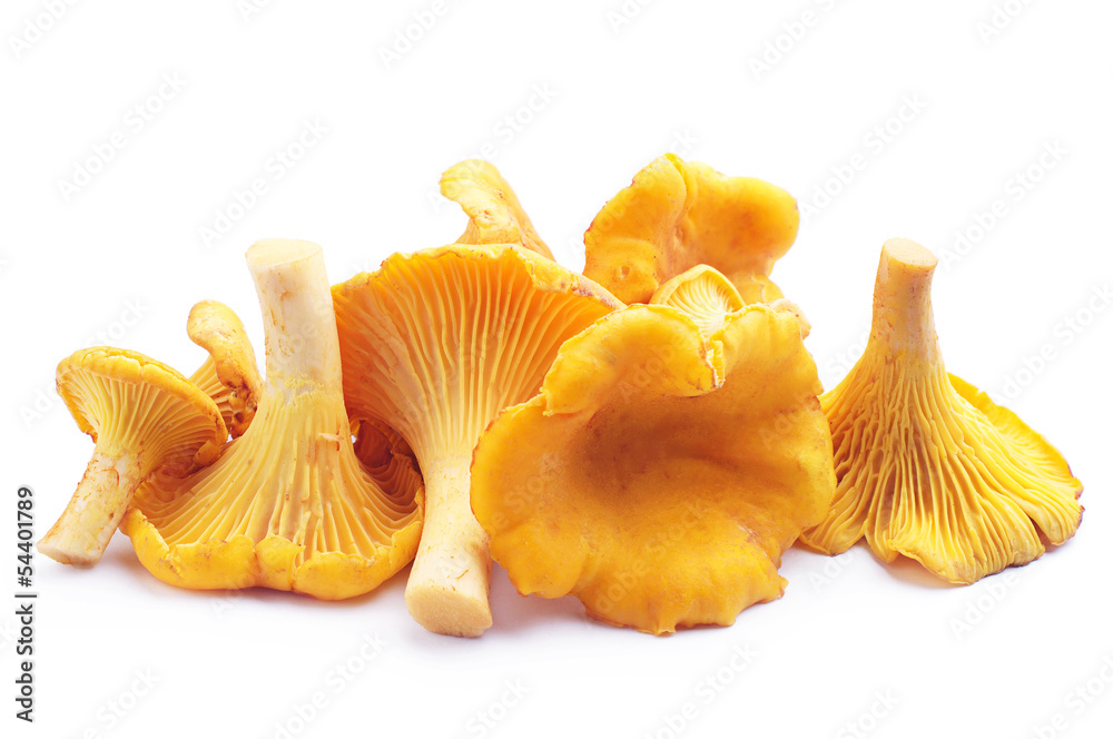 Chanterelles mushrooms Chanterelles mushrooms