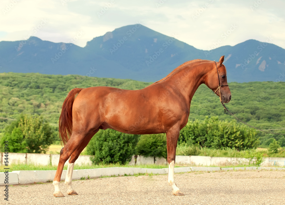 Obraz premium arabian chestnut stallion at the mountain background
