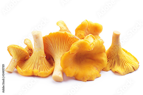 Chanterelles mushrooms