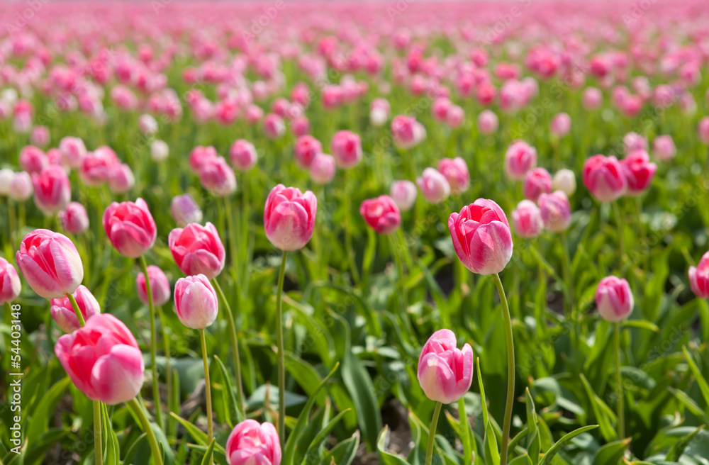sunshine through pink tulips