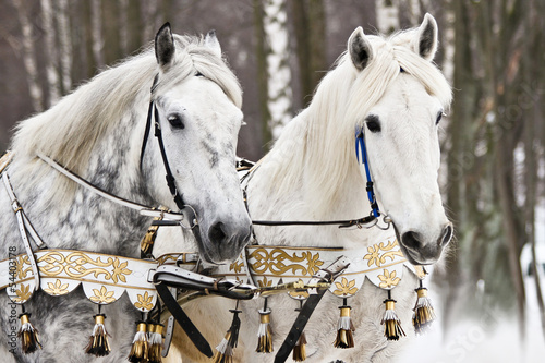 Портрет двух серых лошадей