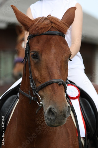 Портрет спортивной лошади