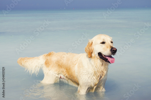 Dog in the ocean