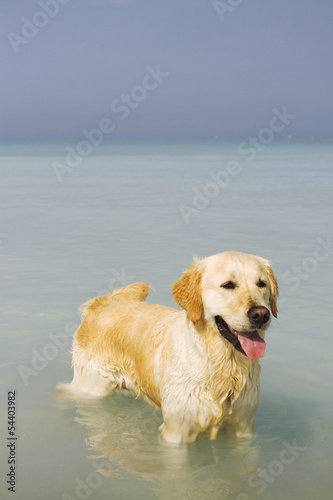 Dog on the beach