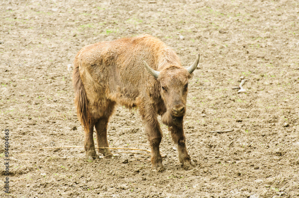 young bison in their natural habitat young bison in their natural habitat