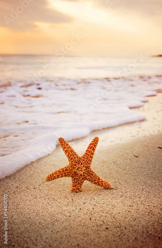 Fototapeta Naklejka Na Ścianę i Meble -  Starfish on the beach